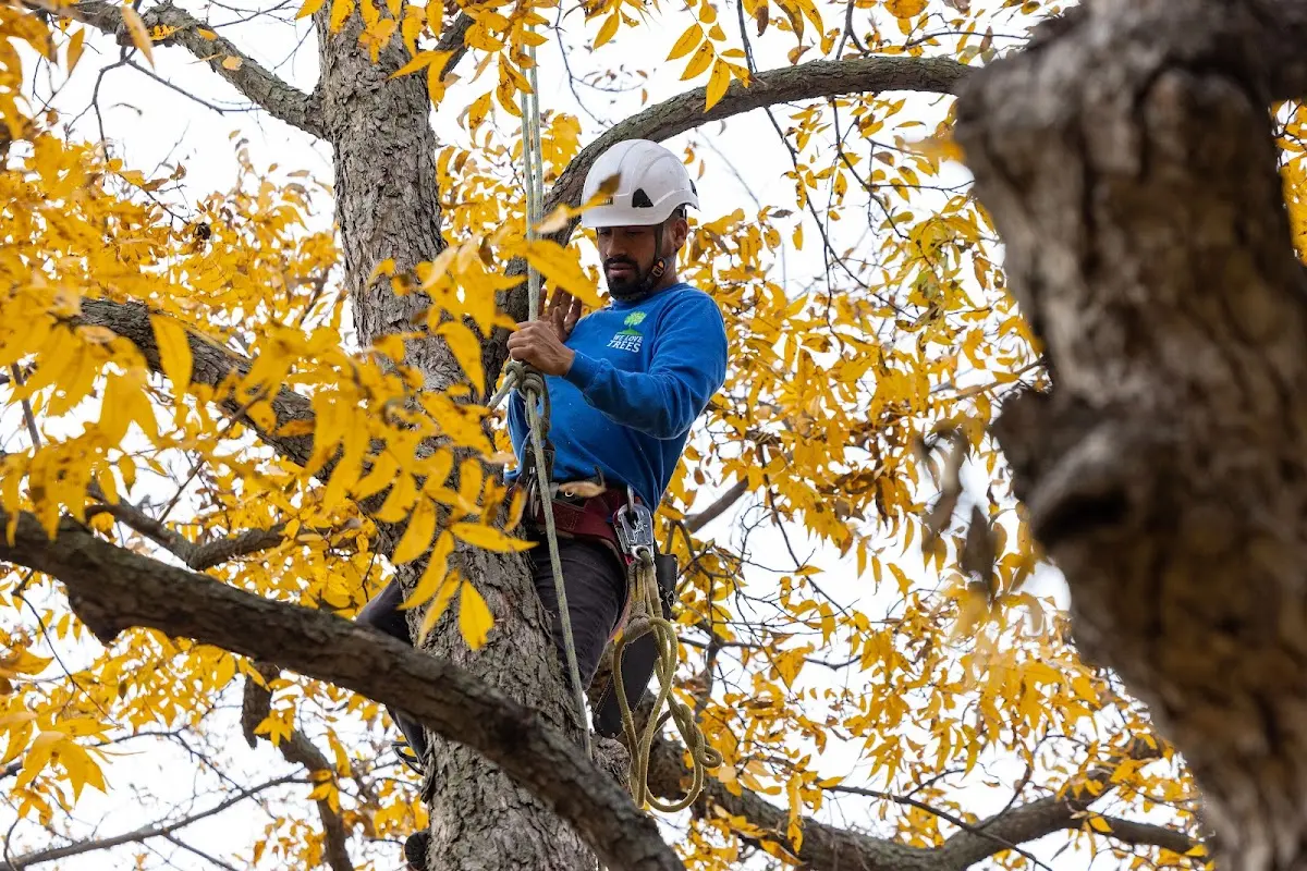 Skilled Tree Transplanting crew working in Arnolds Park